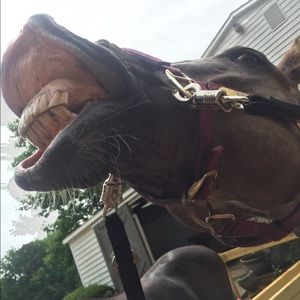 Meet your Posher, Mackenzie